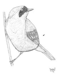 A drawing of a yellow-throated warbler by Joel Gilb